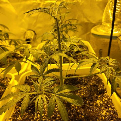 Black gorilla growlog timeline photo