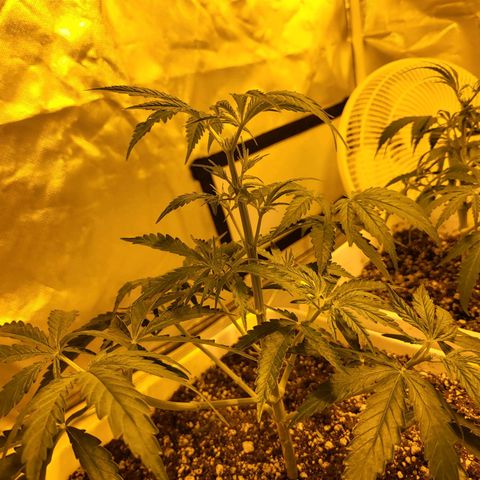 Black gorilla growlog timeline photo