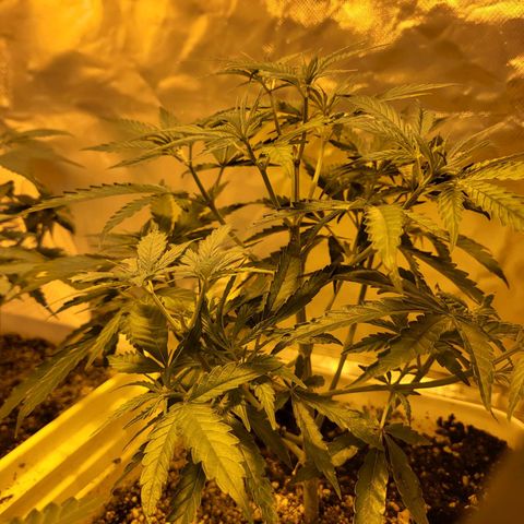 Black gorilla growlog photo: Starting to see the plants Bush out more