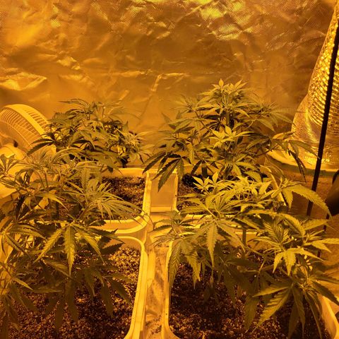 Black gorilla growlog photo: Starting to see the plants Bush out more