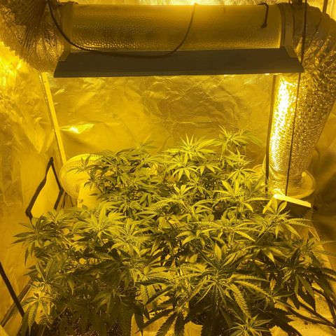 Black gorilla growlog photo: Really starting to see the plants bush out now I have done a lot of pruning and topping, I can really see the difference