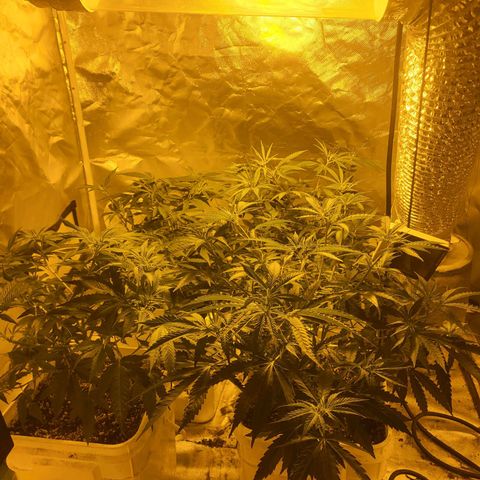 Black gorilla growlog photo: Really starting to see the plants bush out now I have done a lot of pruning and topping, I can really see the difference
