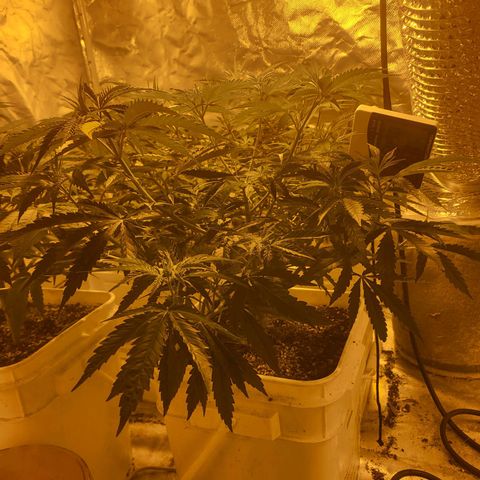 Black gorilla growlog photo: Really starting to see the plants bush out now I have done a lot of pruning and topping, I can really see the difference