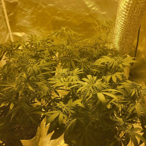 Black gorilla growlog timeline photo