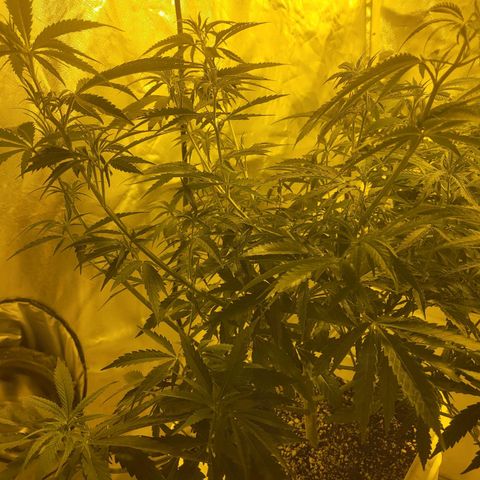Black gorilla growlog timeline photo