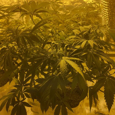 Black gorilla growlog timeline photo