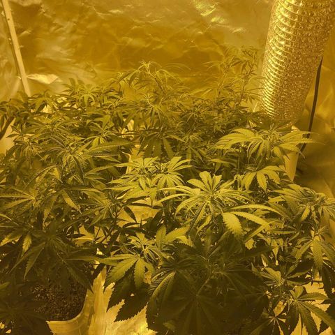 Black gorilla growlog timeline photo