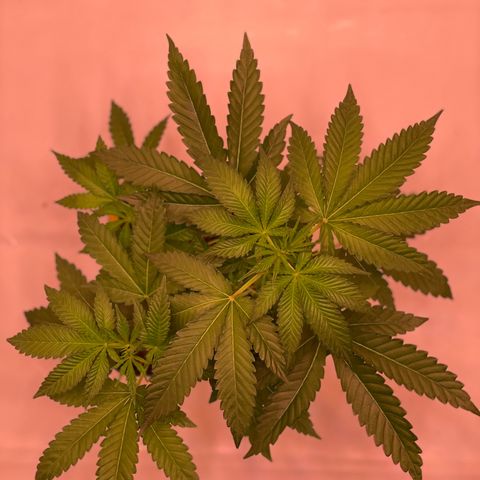 Goofiez2 growlog timeline photo
