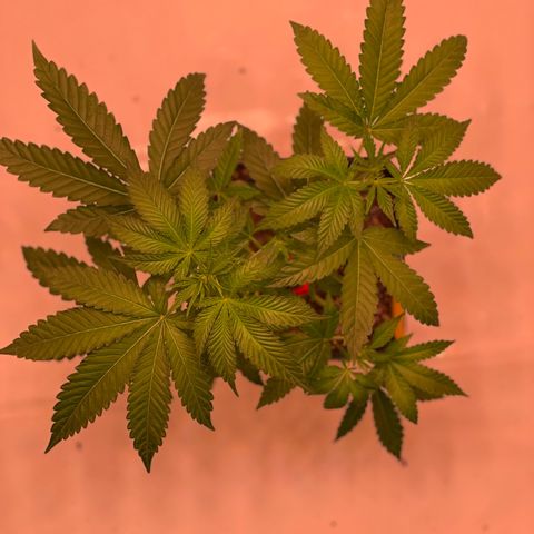 Goofiez2 growlog photo: Etwas entlaubt