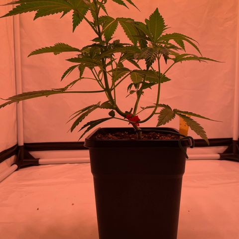 Goofiez2 growlog photo: Etwas entlaubt