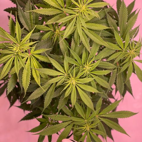 Quick Caramel XL growlog timeline photo