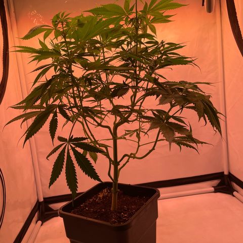 Quick Caramel XL growlog timeline photo