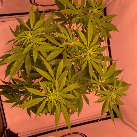 Quick Caramel XL growlog photo: Etwas entlaubt