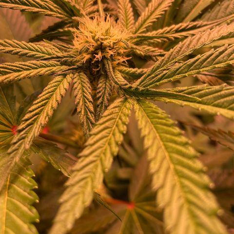 Goofiez2 growlog timeline photo