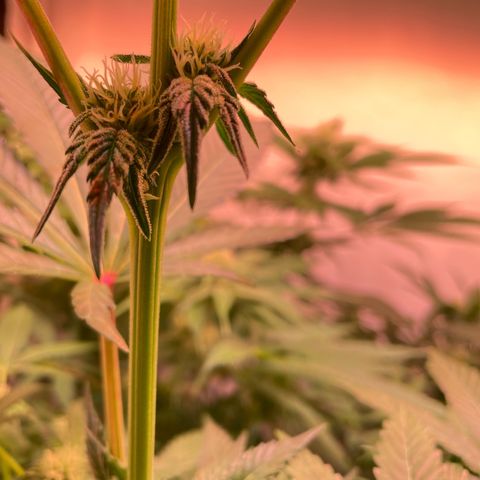 Goofiez2 growlog timeline photo