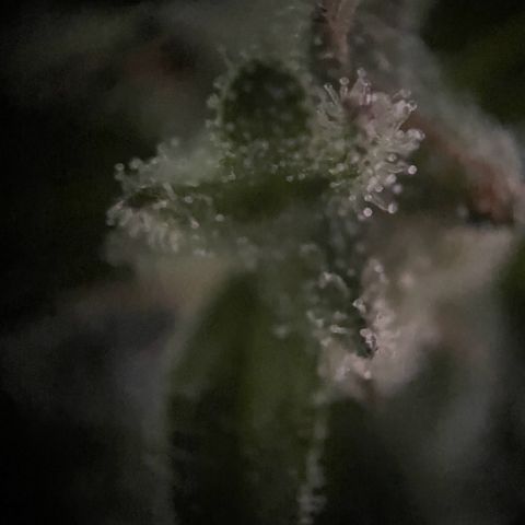 Goofiez2 growlog timeline photo