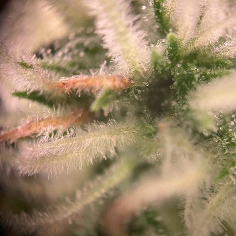 Quick Caramel XL growlog timeline photo