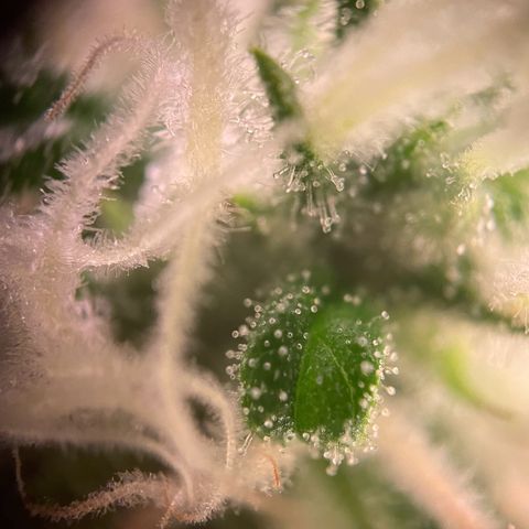Quick Caramel XL growlog timeline photo
