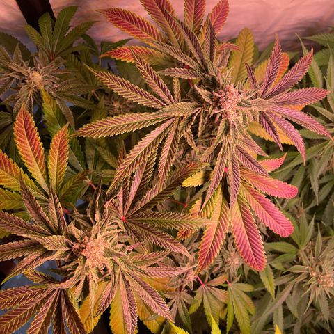 Goofiez2 growlog timeline photo