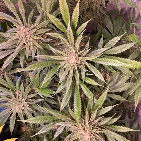 Quick Caramel XL growlog timeline photo