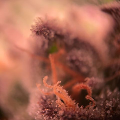 Goofiez2 growlog timeline photo