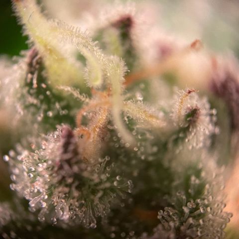 Goofiez2 growlog timeline photo