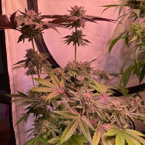Goofiez2 growlog timeline photo