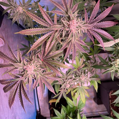 Goofiez2 growlog timeline photo