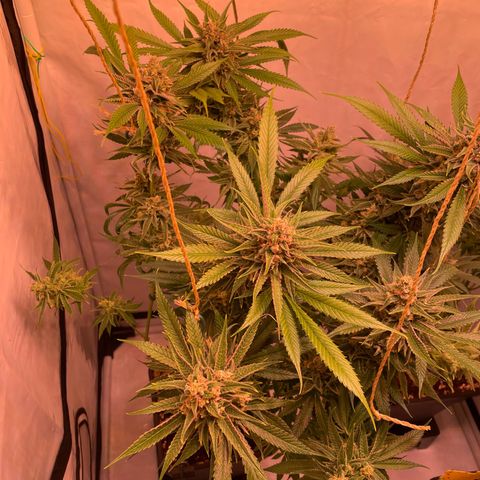 Quick Caramel XL growlog timeline photo