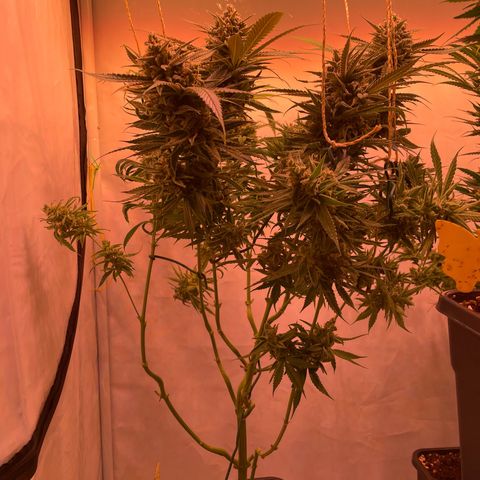 Quick Caramel XL growlog timeline photo