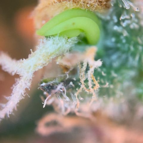 Quick Caramel XL growlog photo: 🍌