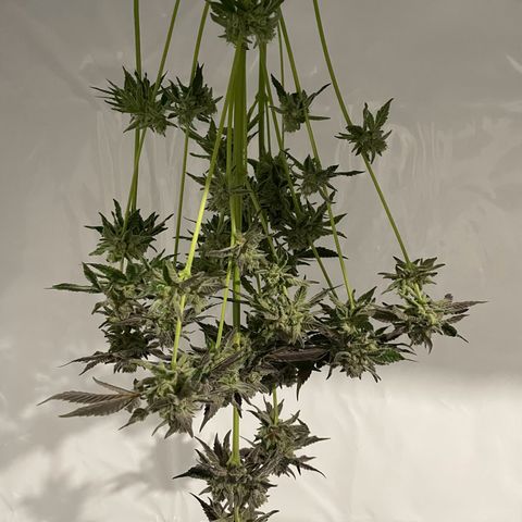 Goofiez2 growlog timeline photo