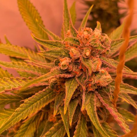 Quick Caramel XL growlog timeline photo