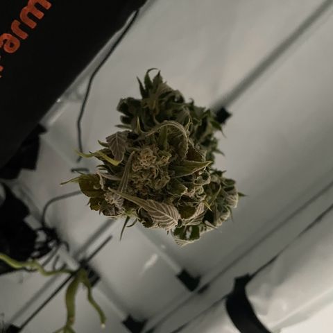 Quick Caramel XL growlog timeline photo