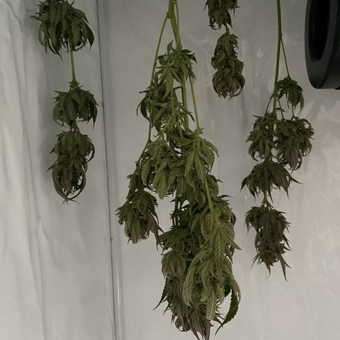 Quick Caramel XL growlog timeline photo