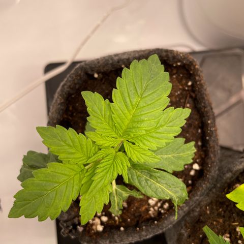 Biscotti growlog timeline photo