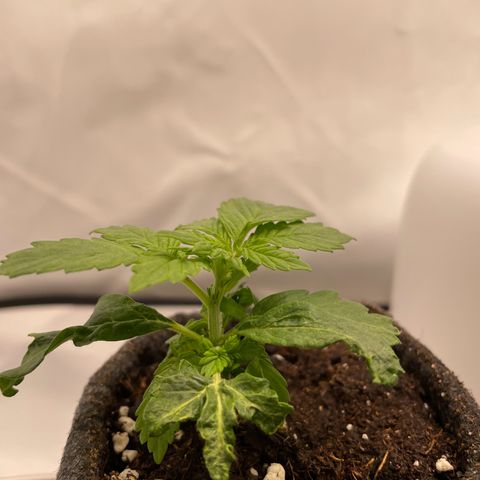 Biscotti growlog timeline photo