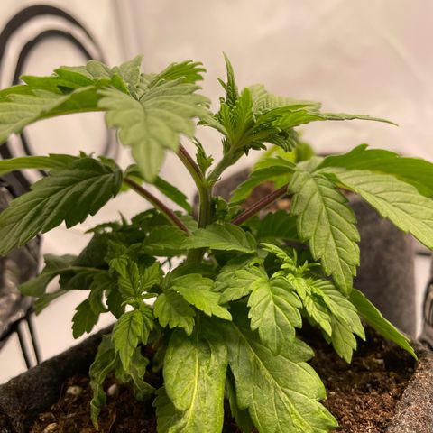 Biscotti growlog timeline photo