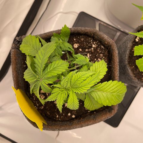 Biscotti growlog timeline photo