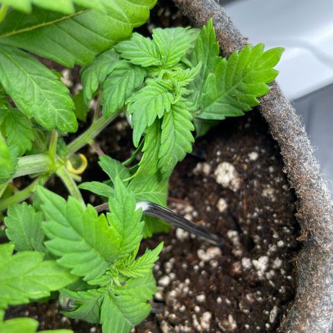 Biscotti growlog timeline photo