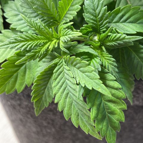 Biscotti growlog timeline photo
