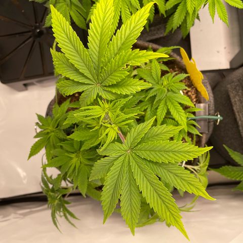 Biscotti growlog timeline photo