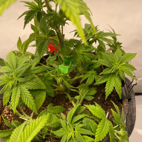 Biscotti growlog timeline photo