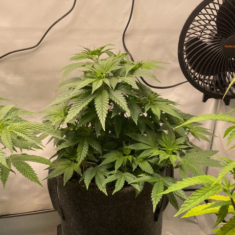 Biscotti growlog timeline photo