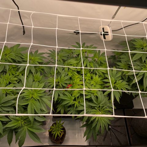 Biscotti growlog timeline photo