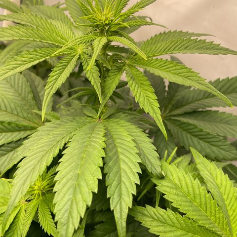 Biscotti growlog timeline photo