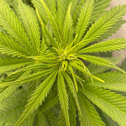 Biscotti growlog timeline photo