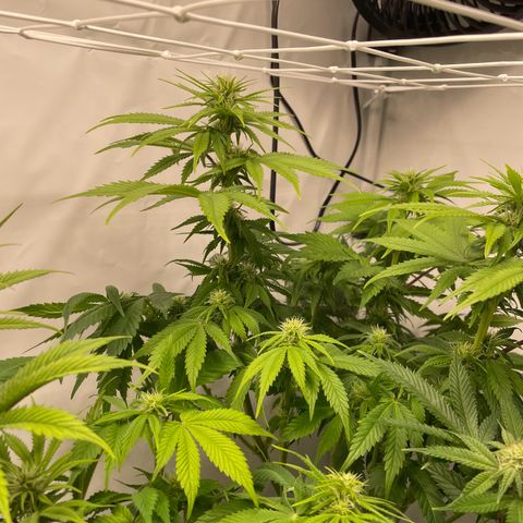 Biscotti growlog timeline photo