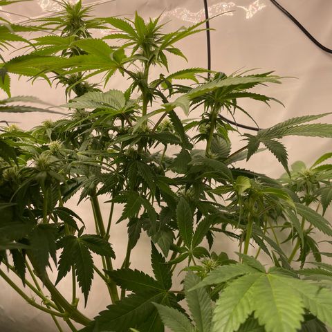 Biscotti growlog timeline photo