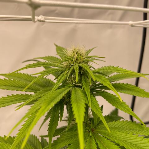Biscotti growlog timeline photo